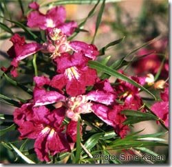 Chilopsis linearis Burgundy